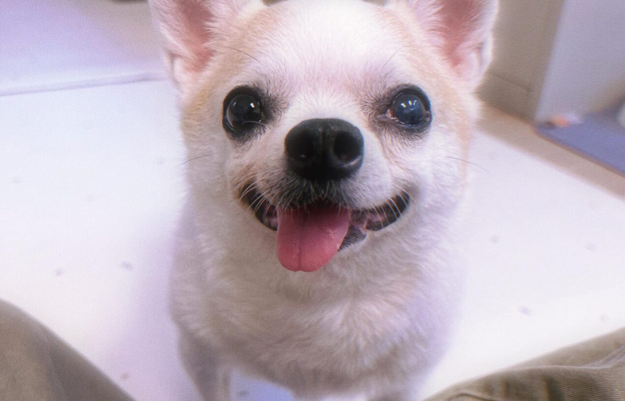 【寵物溝通】如果完美是100分，那妞寶就是120分（續）