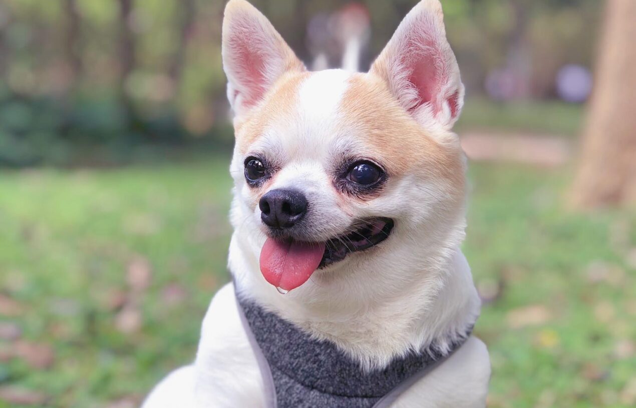 【寵物溝通】如果完美是100分，那妞寶就是120分